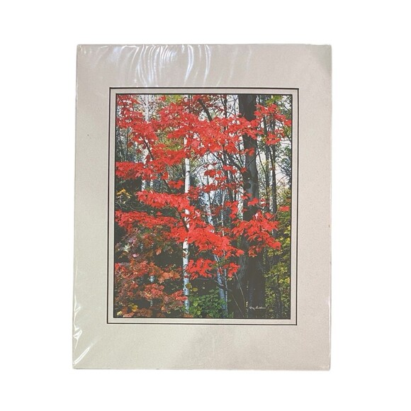 Maples & Birch Nature Photography With Matte For Wall Art By Harry Bowden 14x11” - Picture 2 of 7